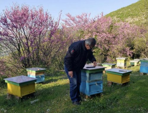 apicoltura in albania
